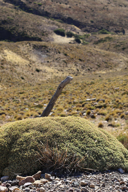 Botanical Expeditions